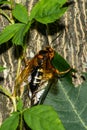 Eastern Cicada Killer - Sphecius speciosus