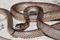 Eastern Coachwhip(Masticophis flagellum flagellum)