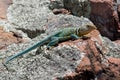 Eastern Collared Lizard Royalty Free Stock Photo