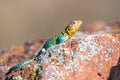 Eastern collared lizard basking in sun Royalty Free Stock Photo