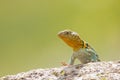 Eastern collared lizard in colored background Royalty Free Stock Photo