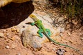 Eastern Collared Lizard In Breeding Colors Royalty Free Stock Photo