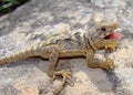 Eastern Collared Lizard, Crotaphytus collaris Royalty Free Stock Photo