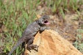 Eastern Collared Lizard, Crotaphytus collaris, Mouth Open Royalty Free Stock Photo