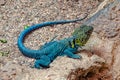 Eastern Collared Lizard in the Desert Royalty Free Stock Photo