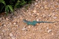 Eastern Collared Lizard  55063 Royalty Free Stock Photo