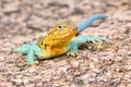 Eastern collared lizard Royalty Free Stock Photo