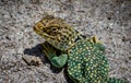 Eastern Collared Lizard in Las Cruces New Mexico