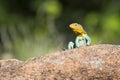 Eastern collared lizard in Oklahoma Royalty Free Stock Photo