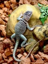 Eastern Collared Lizard in Rocky Arid Habitat Royalty Free Stock Photo