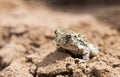 Eastern Colorado Toad Sitting on Dirt Royalty Free Stock Photo