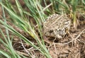 Eastern Colorado Toad Sitting in Grass Royalty Free Stock Photo