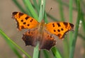 Eastern Comma