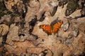 Eastern Comma Butterfly on Decaying Oak Leaves - Polygonia comma