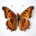 Eastern Comma Butterfly: Photography Installations And Realistic Sculptures In Rubens Style