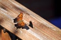 Orange and brown butterfly resting on wooden handrail. Royalty Free Stock Photo