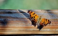 Brown butterfly resting on wooden surface. Royalty Free Stock Photo