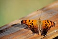 Orange and brown butterfly resting on wooden surface. Royalty Free Stock Photo