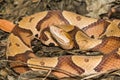 Eastern Copperhead Snake in North Carolina - Agkistrodon contortrix