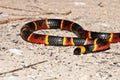 Eastern Coral Snake Royalty Free Stock Photo