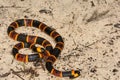 Eastern Coral Snake Royalty Free Stock Photo