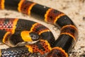 Eastern Coral Snake Royalty Free Stock Photo