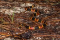 Eastern Coral Snake