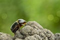 Eastern corn beetle crawling on a tree on a green background