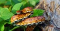 Eastern Corn Snake Royalty Free Stock Photo