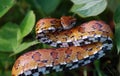 Eastern Corn Snake Royalty Free Stock Photo