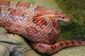 Eastern Corn Snake Pantherophis guttatus Royalty Free Stock Photo