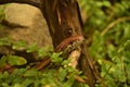 Eastern Corn Snake Slither Over a Branch Royalty Free Stock Photo