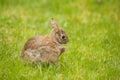 A Eastern Cotton Tail Rabbit eating grass scratching rabbits foot