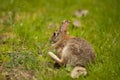 A Eastern Cotton Tail Rabbit eating grass scrtching