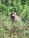 Eastern Cottontail Bunny Rabbit - Sylvilagus floridanus in the Weeds