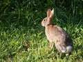 Eastern Cottontail Rabbit