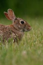 Eastern cottontail rabbit