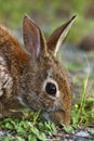 Eastern Cottontail Rabbit Royalty Free Stock Photo