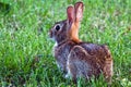 Eastern Cottontail Rabbit