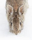 An Eastern cottontail rabbit closeup sitting in a winter forest in Canada Royalty Free Stock Photo