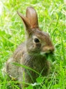 Eastern Cottontail Rabbit Eating a Leaf in Tall Grass