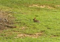 Eastern Cottontail Rabbit In A Field