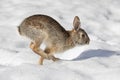 An Eastern cottontail rabbit hopping along in the snow. Royalty Free Stock Photo