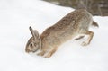 Eastern cottontail rabbit hopping along in the snow in Canada Royalty Free Stock Photo