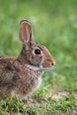 Eastern Cottontail Rabbit resting side profile closeup portrait