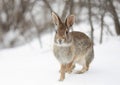 Eastern cottontail rabbit sitting in the snow in a winter forest. Royalty Free Stock Photo