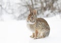 Eastern cottontail rabbit sitting in the snow in a winter forest. Royalty Free Stock Photo