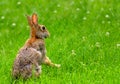 Eastern cottontail rabbit sitting up in clover