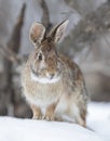 Eastern cottontail rabbit sitting in a winter forest. Royalty Free Stock Photo