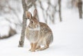 An Eastern cottontail rabbit sitting in a winter forest in Canada Royalty Free Stock Photo